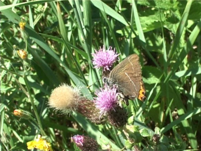 Ulmen-Zipfelfalter ( Satyrium w-album ) : Kaiserstuhl, 16.07.2006